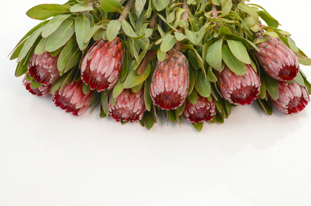 Red protea flower bunch on a white isolated background with clipping path. Closeup. For design. Nature.の写真素材