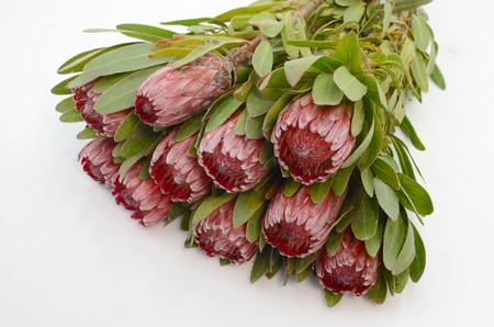 Red protea flower bunch on a white isolated background with clipping path. Closeup. For design. Nature.の写真素材