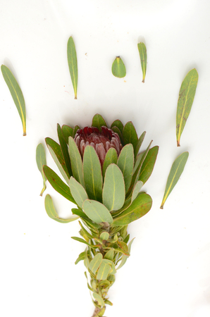 Red protea flower bunch on a white isolated background with clipping path. Closeup. For design. Nature.の写真素材
