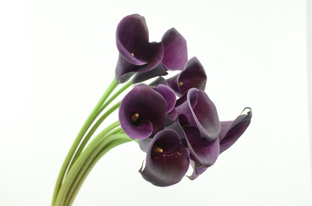 Purple calla lily flower on a white isolated background with clipping path. Closeup. For design. Natureの写真素材