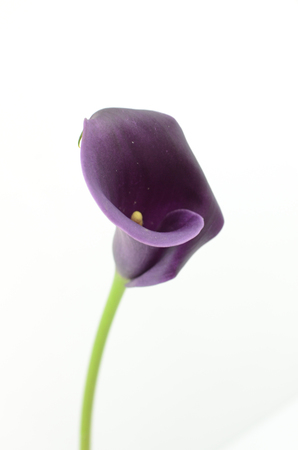 Purple calla lily flower on a white isolated background with clipping path. Closeup. For design. Natureの写真素材