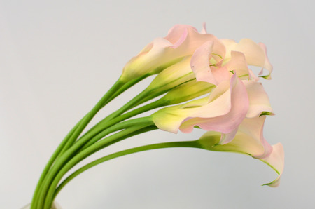 Pink calla lily flower on a white isolated background with clipping path. Closeup. For design. Natureの写真素材