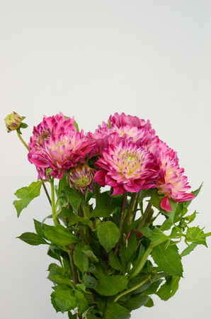 Pink and yellow flower on a white background isolated with clipping path. Closeup. big shaggy flower. for design. Dahlia.の写真素材