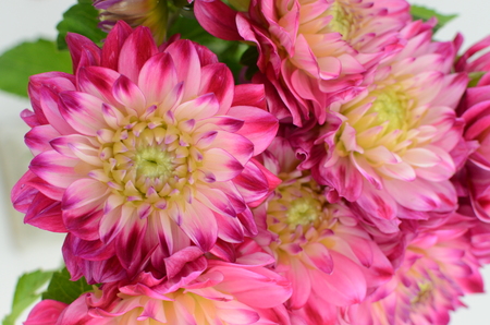 Pink and yellow flower on a white background isolated with clipping path. Closeup. big shaggy flower. for design. Dahlia.の写真素材