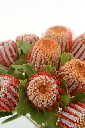 Banksia flower on a white isolated background with clipping path. Closeup. For design. Nature.の写真素材