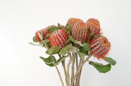 Banksia flower on a white isolated background with clipping path. Closeup. For design. Nature.の写真素材