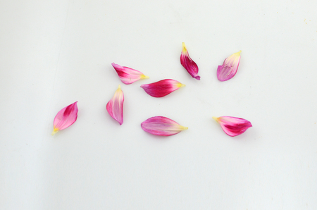 Dahlia petal isolated on white backgroundの写真素材