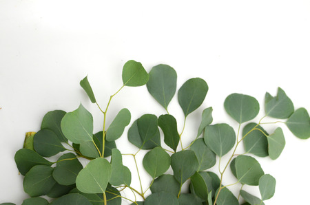 Green leaves eucalyptus populus on white background. flat lay, top viewの写真素材