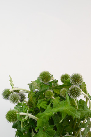 Echinop plant on a white isolated background with clipping path. Closeup. For design. Nature.の写真素材