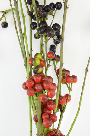 Red black berries isolate on white backgroundの写真素材