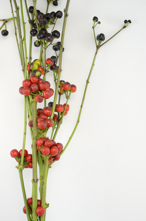 Red black berries isolate on white backgroundの写真素材
