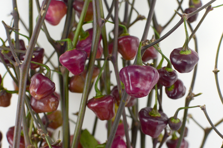 Purple and green peppers isolated on white backgroundの写真素材