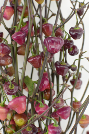 Purple and green peppers isolated on white backgroundの写真素材