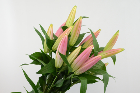 Pink Lily buds flower on a white isolated background with clipping path. Closeup. For design. Nature.の写真素材