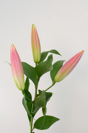 Pink Lily buds flower on a white isolated background with clipping path. Closeup. For design. Nature.の写真素材