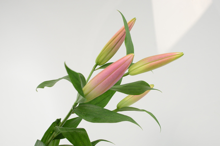 Pink Lily buds flower on a white isolated background with clipping path. Closeup. For design. Nature.の写真素材