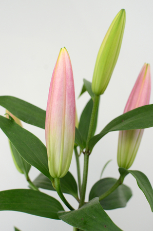 Pink Lily flower on a white isolated background with clipping path. Closeup. For design. Nature.の写真素材