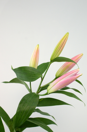 Pink Lily flower on a white isolated background with clipping path. Closeup. For design. Nature.の写真素材