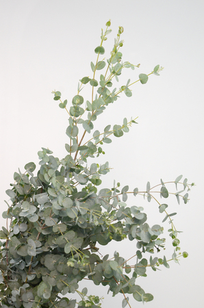 Green leaves eucalyptus populus on white backgroundの写真素材