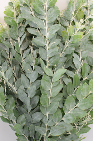 Mimosa leaves close upの写真素材