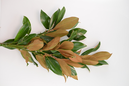 Magnolia leaves on white background. flat lay, top viewの写真素材