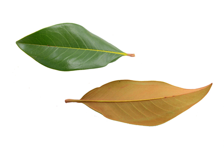 Magnolia leaves on white background. flat lay, top viewの写真素材