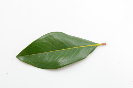 Magnolia leaves on white background. flat lay, top viewの写真素材