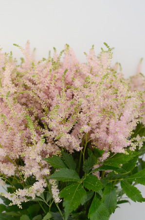 Pink astilbe flower on a white isolated background with clipping path. Closeup. For design. Nature.の写真素材