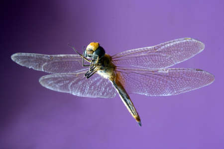 dragonfly in flight on a lilac and mauve backgroundの写真素材