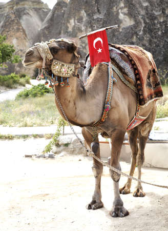 Saddled up camel with Turkish flag and decorations with kori belts and strapsの写真素材
