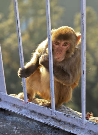 Portrait of an Indian monkey at Vasihnu Devi temple in Jammu Kashmir India looking into the camera...