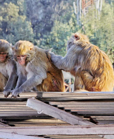 Portrait of Indian monkeys at Vaisno Devi Trikuta mountain range sat on corrugated roof nit picking, crop space with empty areasの写真素材