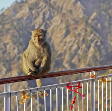 Macaca Radianta Monkey at Vaishno Devi India hanging onto railings, ribbon is Hindu religious custom...