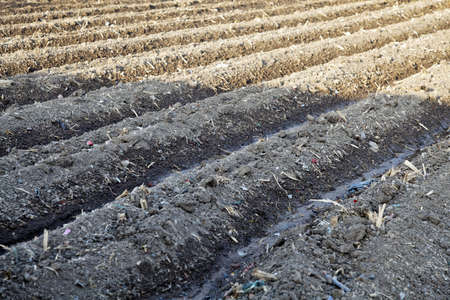 Landscape of diagonal furrows an irrigated farm in Gujarat India