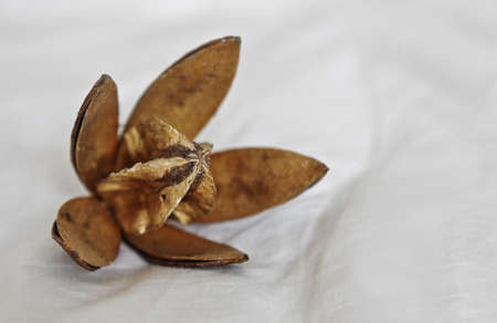 Dried cotton bud with open petals showing the squareの写真素材