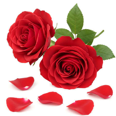 red rose flower head isolated on white background cutout. Valentine's Dayの素材