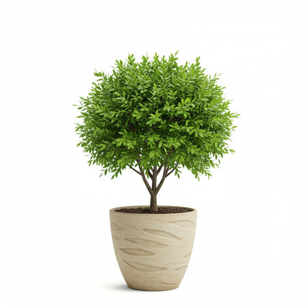 Tree in pot isolated on white background. 3d rendering. Illustration.の素材