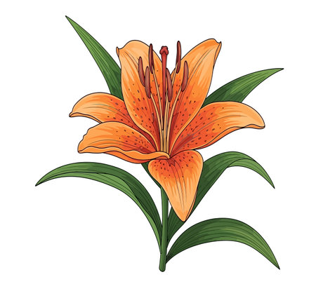 Orange lily flower isolated on white background. Hand drawn vector illustration.の素材