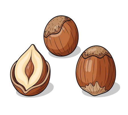 Hazelnuts. Vector illustration of hazelnuts on white backgroundの素材