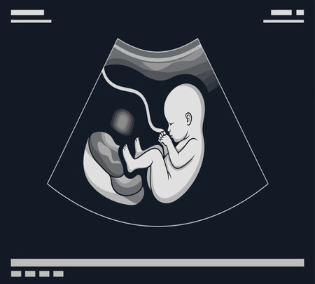 Ultrasound of fetus in womb. Vector illustration in flat styleの素材