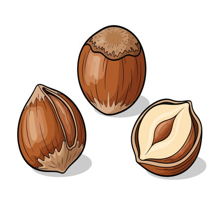 Hazelnuts on a white background. Vector illustration of nuts.の素材