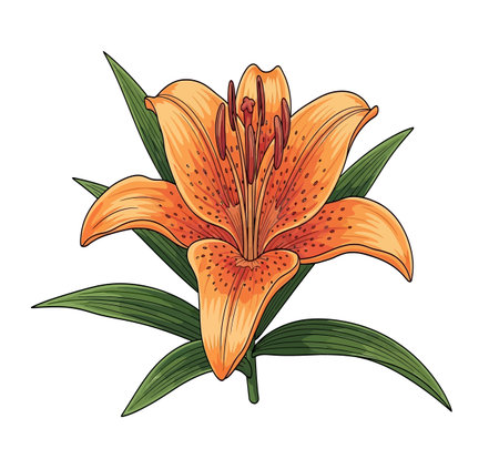 Beautiful orange lily flower on white background. Vector illustration.の素材