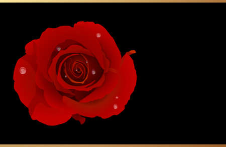 Romantic Card With Red Rose/ Rigth side ideal place for your textのイラスト素材