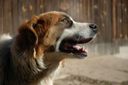 Portrait of a beautiful St  Bernard 