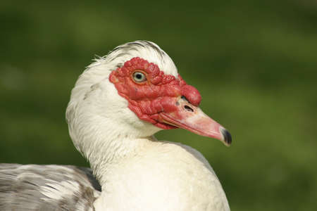 Farm. Duck on the grass.の写真素材