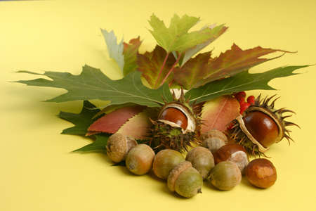 Chestnut   ash-berry  Autumn composition の写真素材