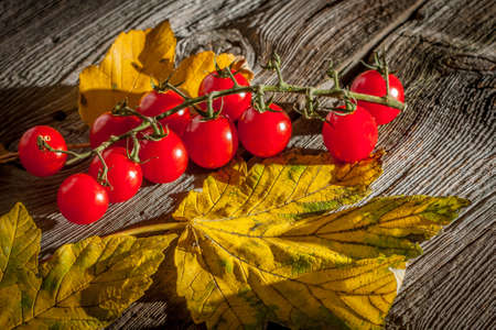 Cherry tomatoes surrounded by autumn leafs.の写真素材