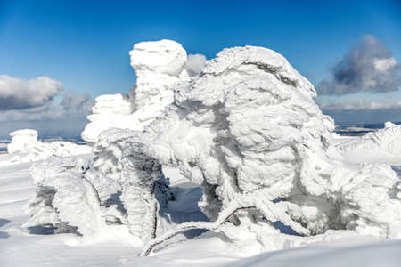 Winter landscape with snow covered trees. Krkonose mountains.