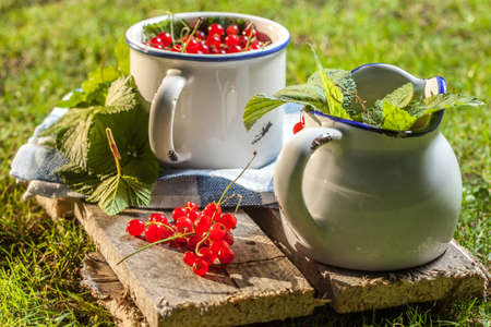 Redcurrant in a ceramic container of green grass.の写真素材