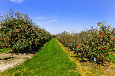 Apple orchard full of riped red apples.の写真素材